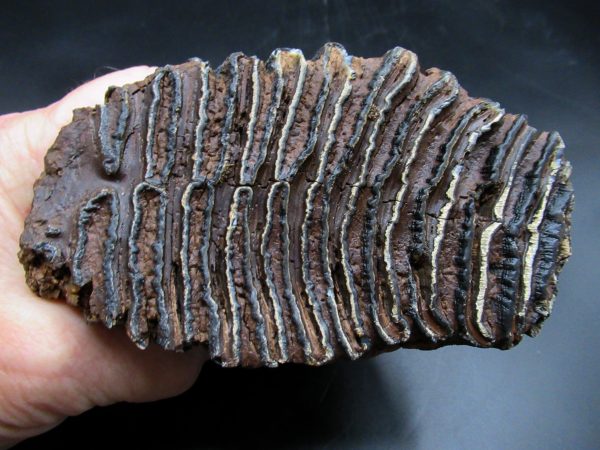 Woolly Mammoth Tooth #20