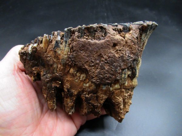 Woolly Mammoth Tooth #20 - Image 2