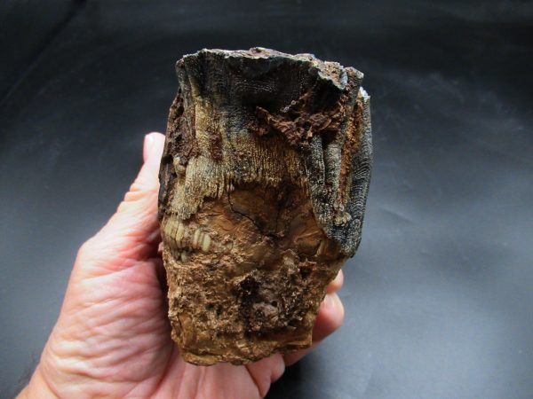 Woolly Mammoth Tooth #20 - Image 6