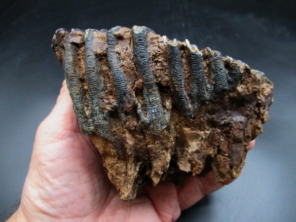 Woolly Mammoth Tooth #20 - Image 5