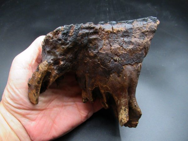 Genuine Ice Age Woolly Mammoth Tooth Fossil for Sale From Alaska #21a