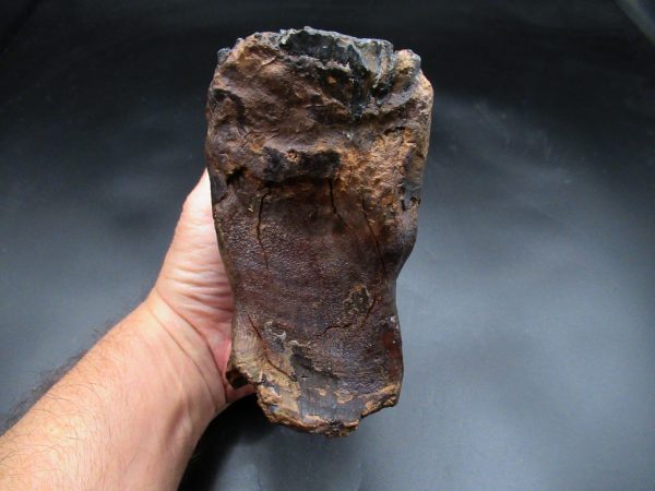 Genuine Ice Age Woolly Mammoth Tooth Fossil for Sale From Alaska #21b