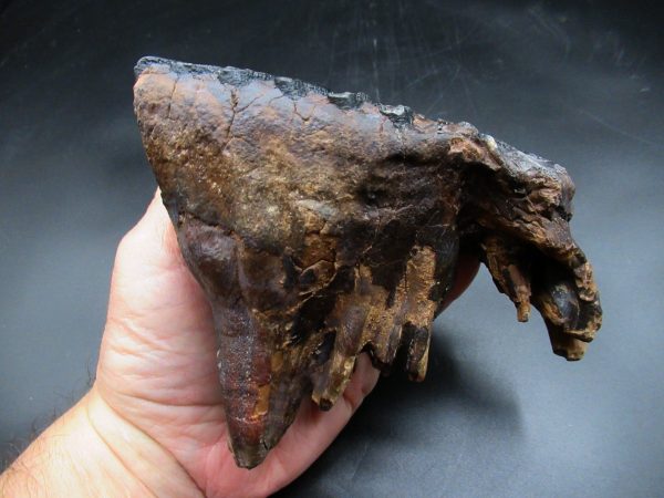 Genuine Ice Age Woolly Mammoth Tooth Fossil for Sale From Alaska #21c