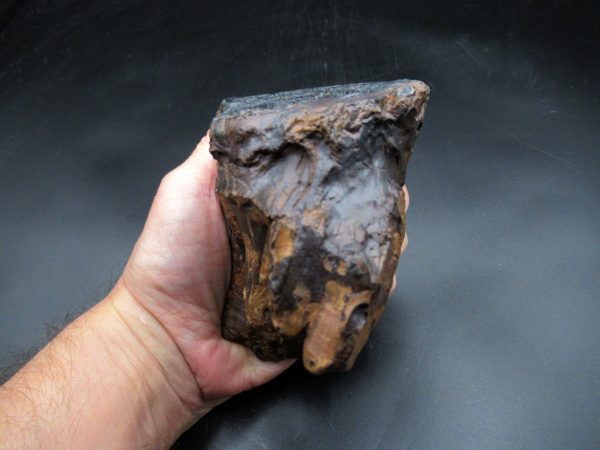 Genuine Ice Age Woolly Mammoth Tooth Fossil for Sale From Alaska #21d