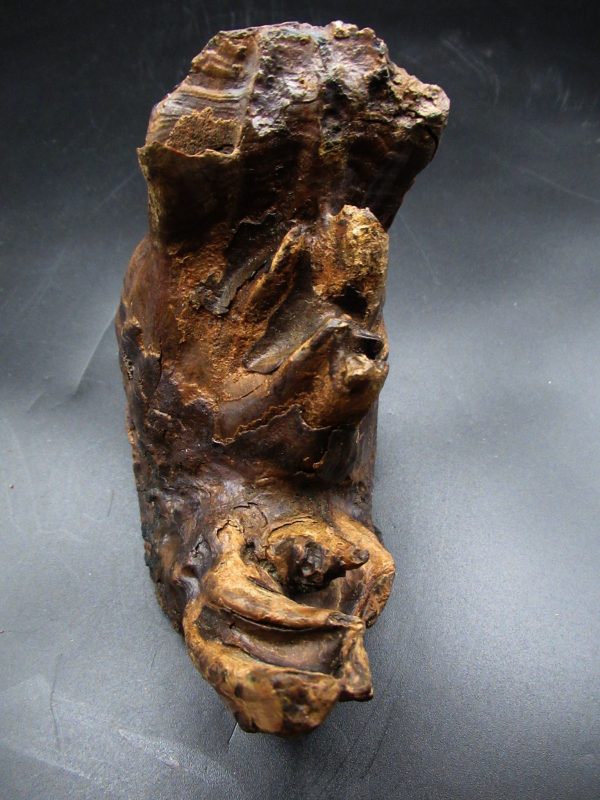 Genuine Ice Age Woolly Mammoth Tooth Fossil for Sale From Alaska #21e