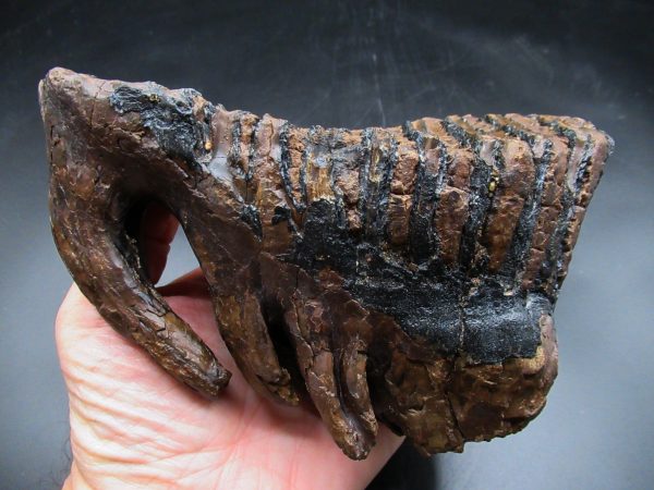 Woolly Mammoth Tooth #22 - Image 2