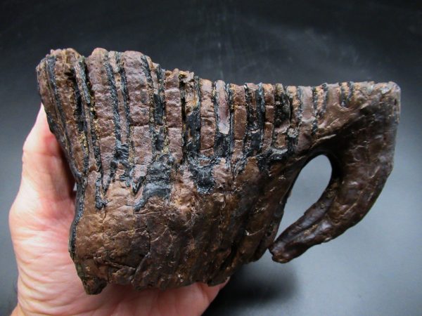 Woolly Mammoth Tooth #22 - Image 5