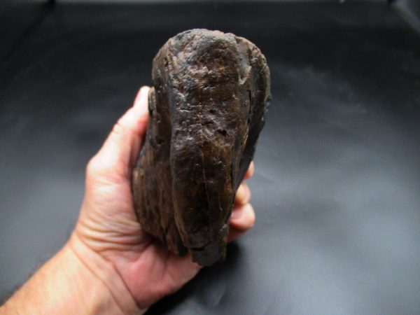 Woolly Mammoth Tooth #22 - Image 4