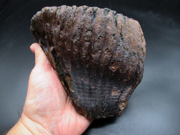 Woolly Mammoth Tooth #23 - Image 2