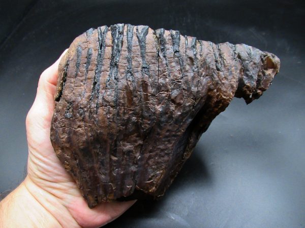 Woolly Mammoth Tooth #23 - Image 5