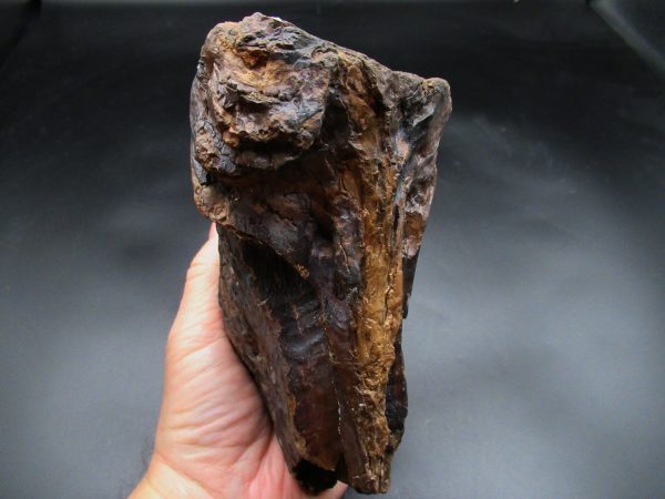 Woolly Mammoth Tooth #23 - Image 4