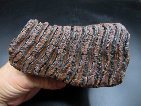 Woolly Mammoth Tooth #24