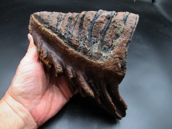 Woolly Mammoth Tooth #24 - Image 2