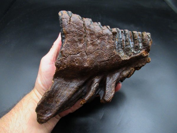 Woolly Mammoth Tooth #24 - Image 5