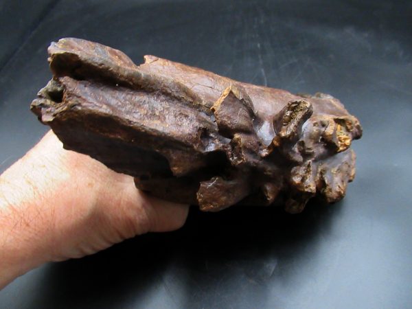 Woolly Mammoth Tooth #24 - Image 3