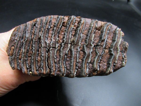 Genuine Ice Age Woolly Mammoth Tooth Fossil for Sale From Alaska #25