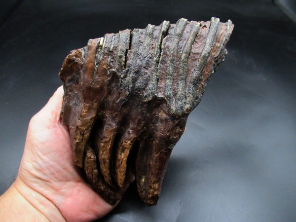 Genuine Ice Age Woolly Mammoth Tooth Fossil for Sale From Alaska #25a