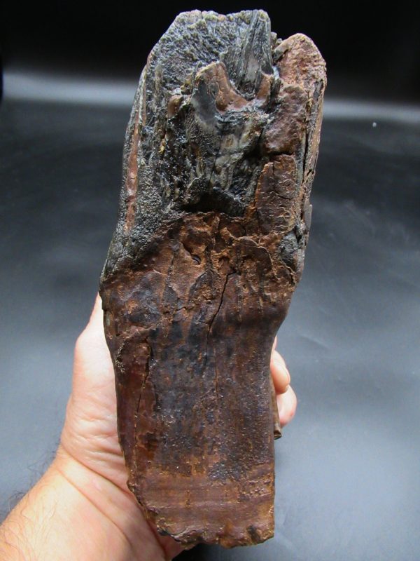 Genuine Ice Age Woolly Mammoth Tooth Fossil for Sale From Alaska #25b