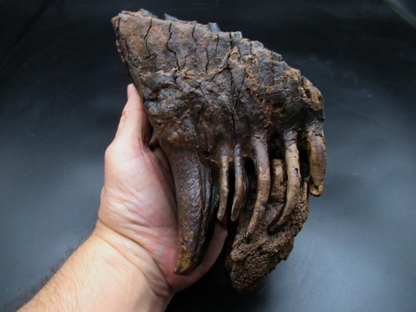 Genuine Ice Age Woolly Mammoth Tooth Fossil for Sale From Alaska #25c