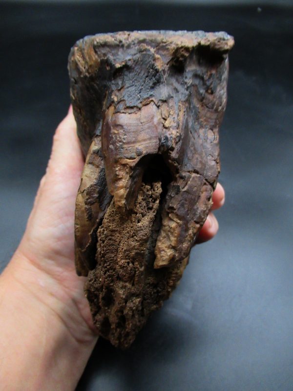 Genuine Ice Age Woolly Mammoth Tooth Fossil for Sale From Alaska #25d