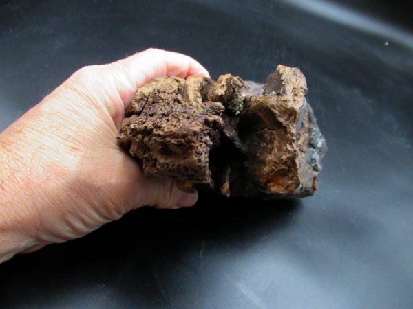 Genuine Ice Age Woolly Mammoth Tooth Fossil for Sale From Alaska #25e