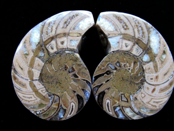 Madagascar Nautilus Pair #26