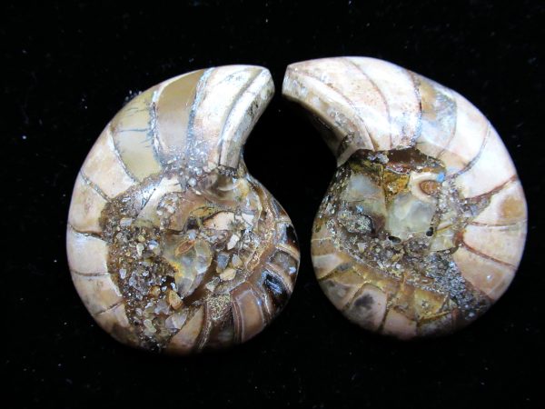 Madagascar Nautilus Pair #26 - Image 2