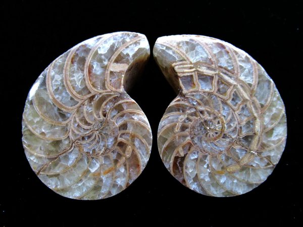 Madagascar Nautilus Pair #27