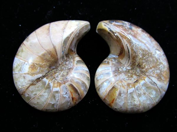 Madagascar Nautilus Pair #27 - Image 2