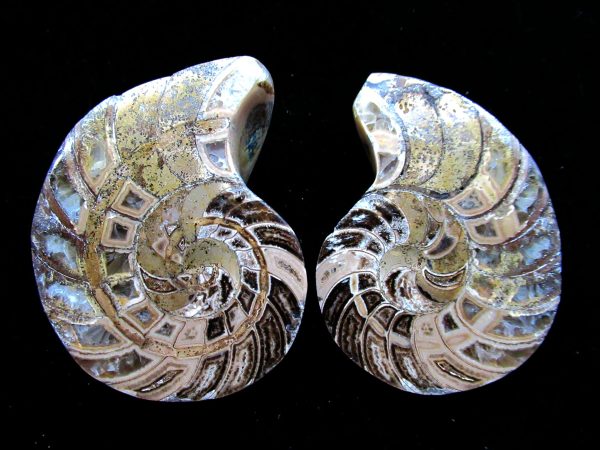 Madagascar Nautilus Pair #28