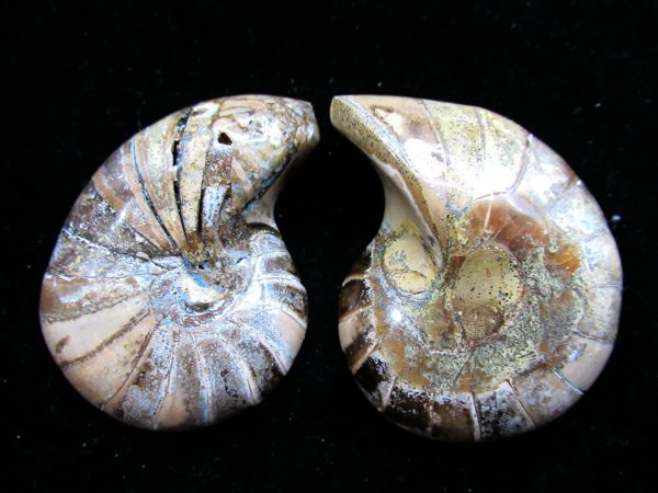 Madagascar Nautilus Pair #28 - Image 2