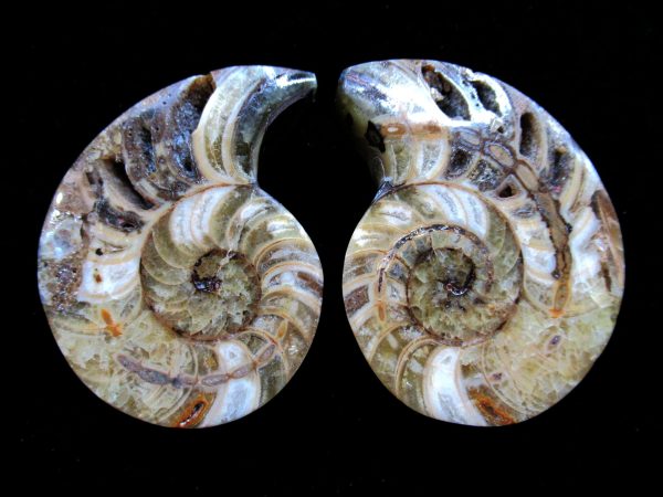 Madagascar Nautilus Pair #29