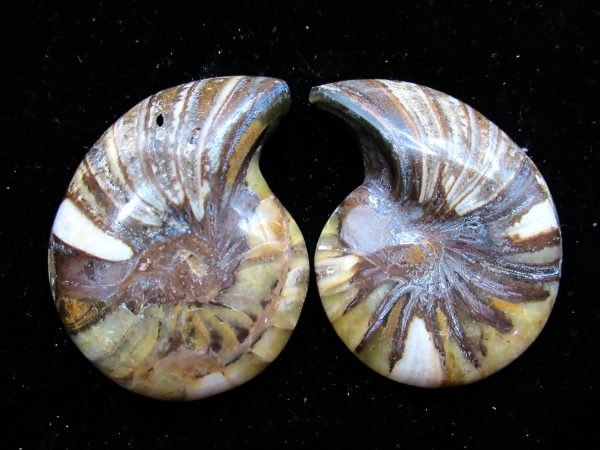 Madagascar Nautilus Pair #29 - Image 2