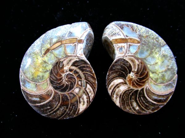 Madagascar Nautilus Pair #30