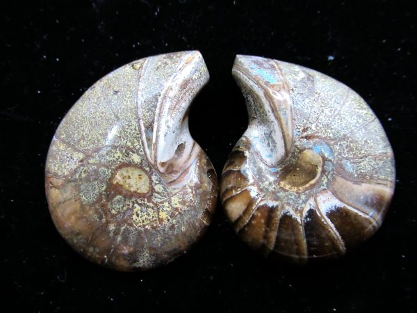 Madagascar Nautilus Pair #30 - Image 2