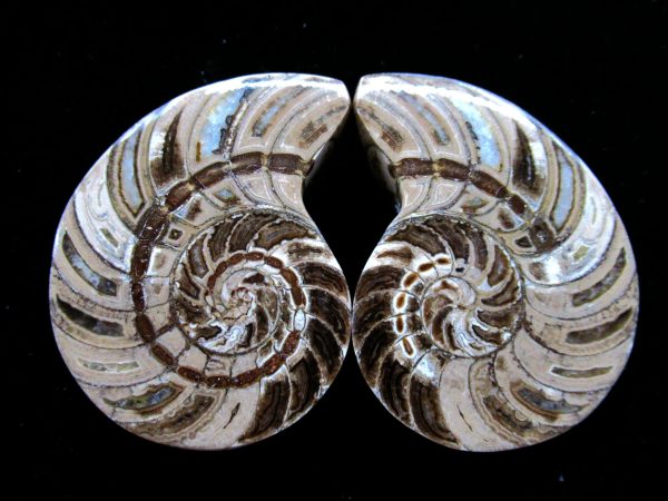 Madagascar Nautilus Pair #33