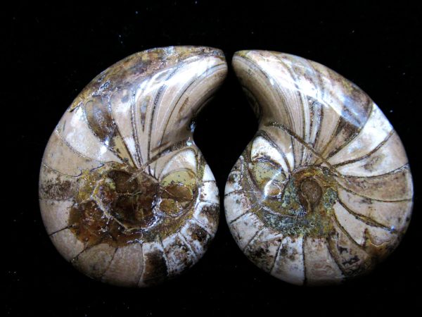 Madagascar Nautilus Pair #33 - Image 2