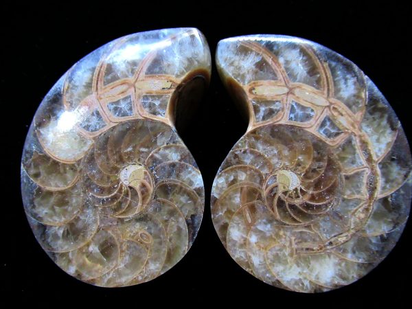 Genuine Jurassic-Cretaceous Age Madagascar Nautilus Pair Fossils for Sale #41