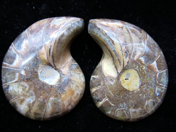 Genuine Jurassic-Cretaceous Age Madagascar Nautilus Pair Fossils for Sale #41a
