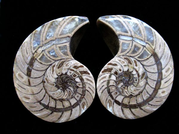 Madagascar Nautilus Pair #44