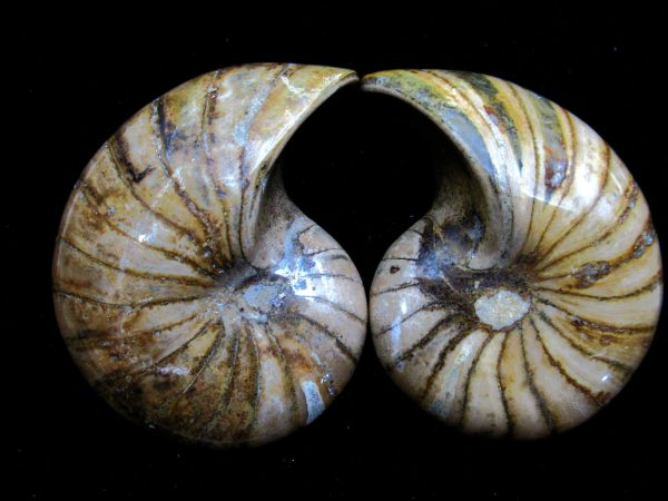 Madagascar Nautilus Pair #44 - Image 2