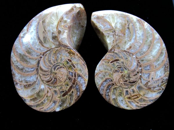 Madagascar Nautilus Pair #45