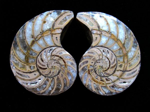 Madagascar Nautilus Pair #46