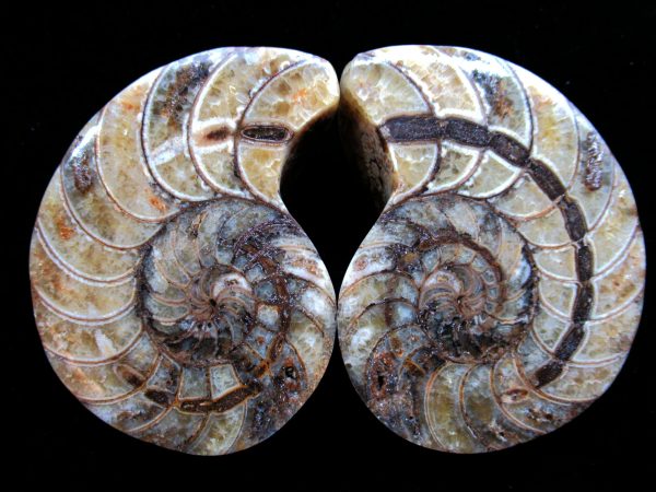 Madagascar Nautilus Pair #48