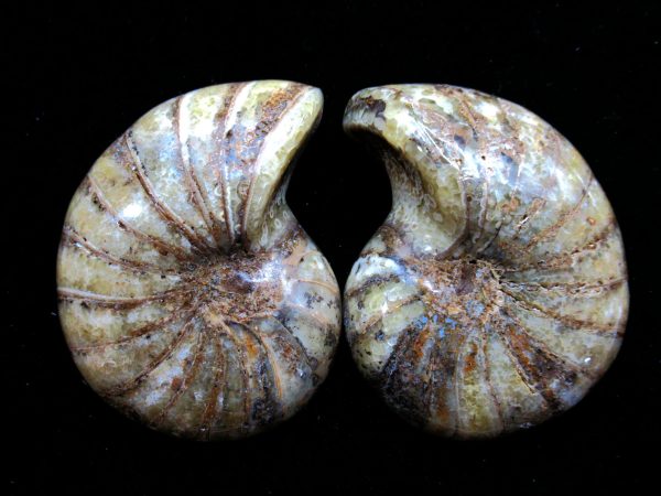 Madagascar Nautilus Pair #48 - Image 2