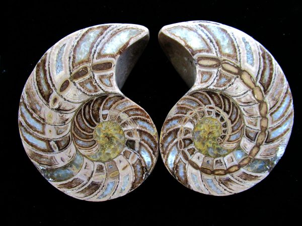 Madagascar Nautilus Pair #49