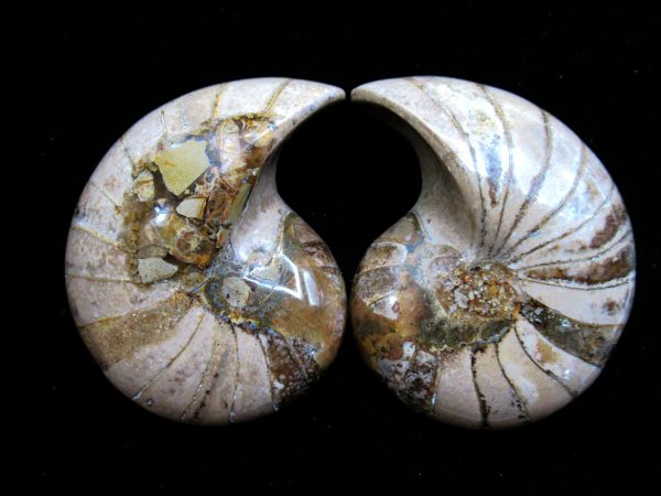 Madagascar Nautilus Pair #49 - Image 2