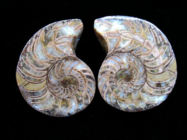 Madagascar Nautilus Pair #50