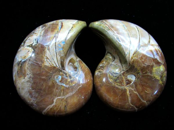 Madagascar Nautilus Pair #51 - Image 2