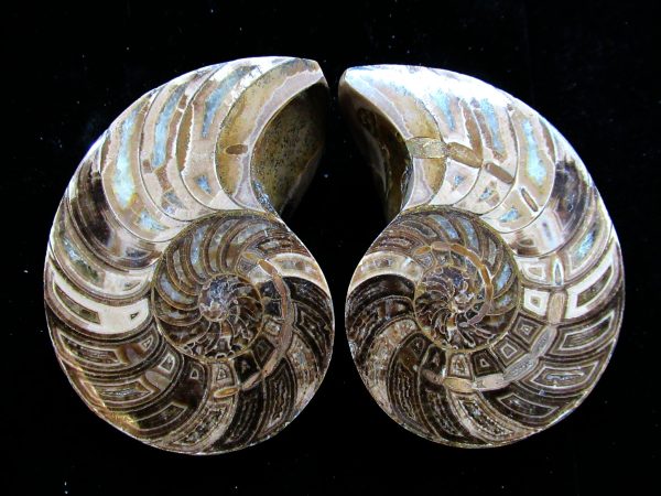 Madagascar Nautilus Pair #52